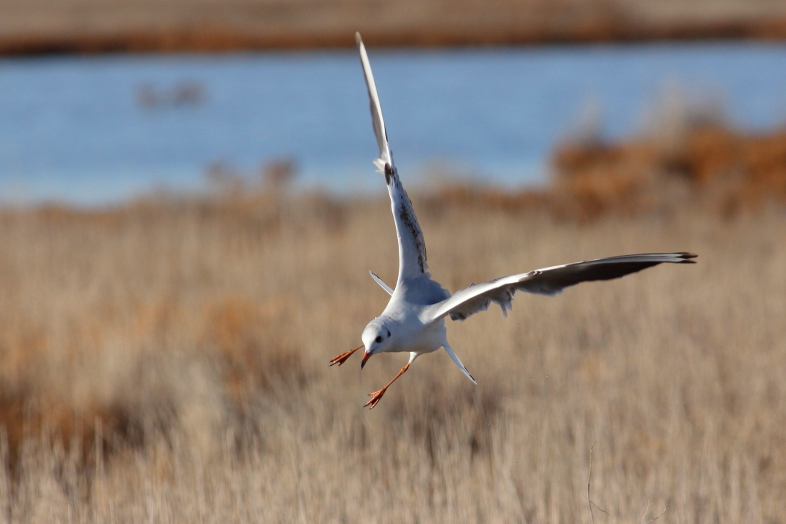 Chroicocephalus ridibundus - [it] gabbiano comune in abito invernale [en] Black-headed gull in winter dress