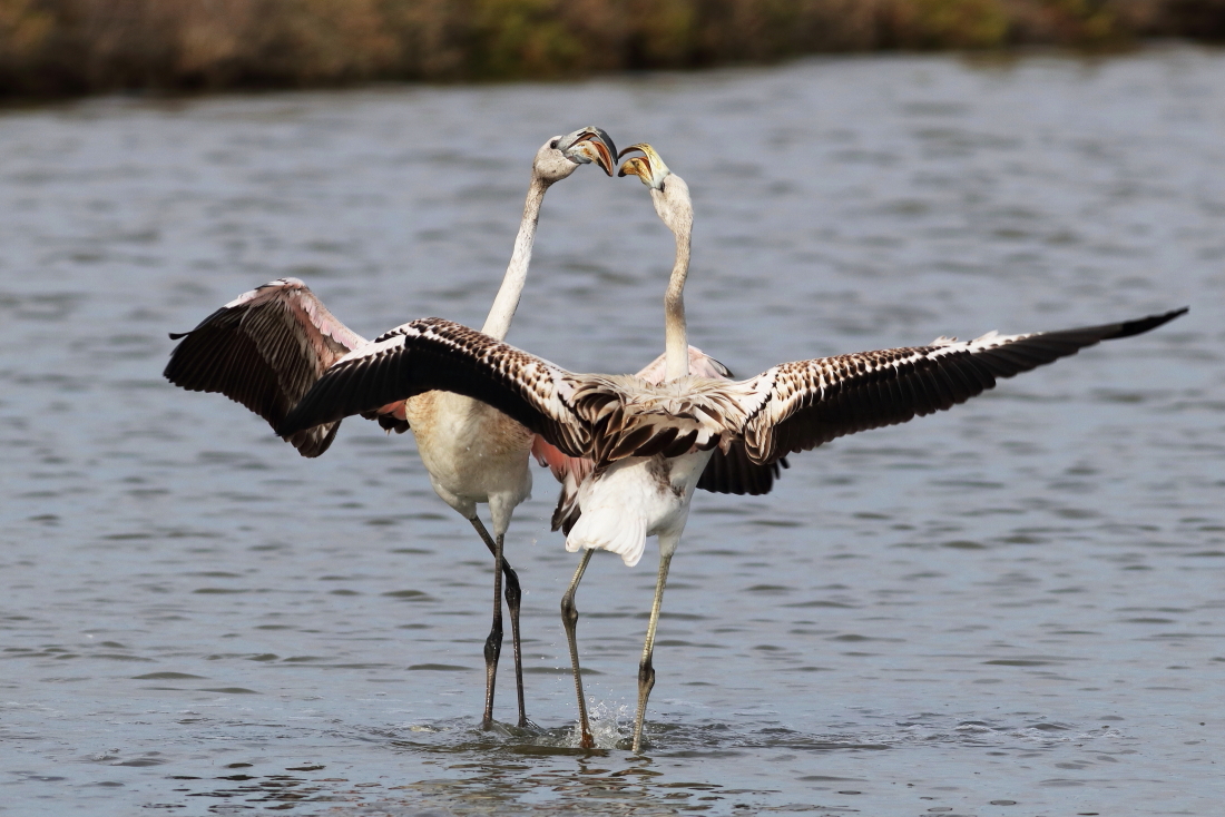 Phoenicoperus roseum - [it] scaramucce fra giovani fenicotteri [en] skirmishes between young flamingos