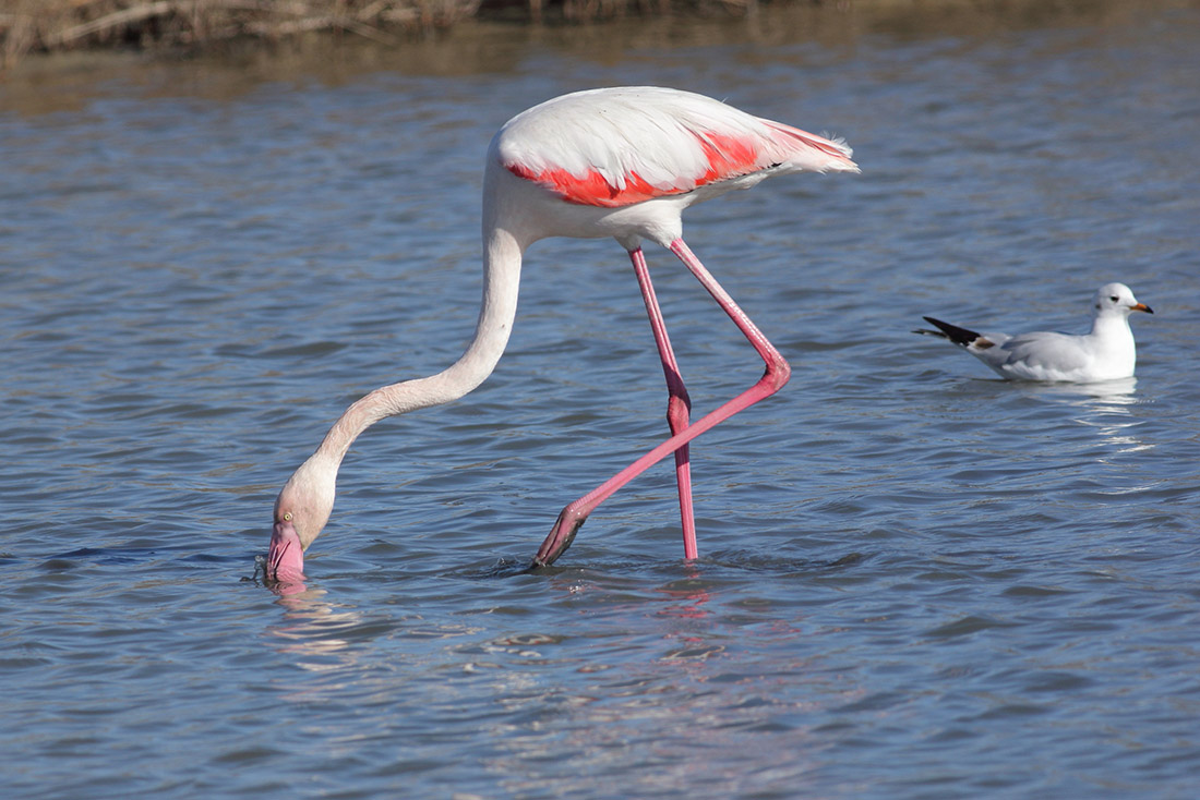 Phoenicopterus roseus - [it] fenicottero rosa [en] greater flamingo