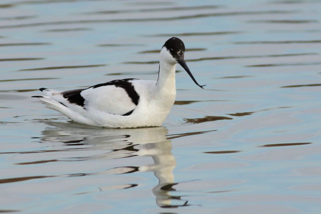 Recurvirostra avosetta - [it] Avocetta [en] pied avocet