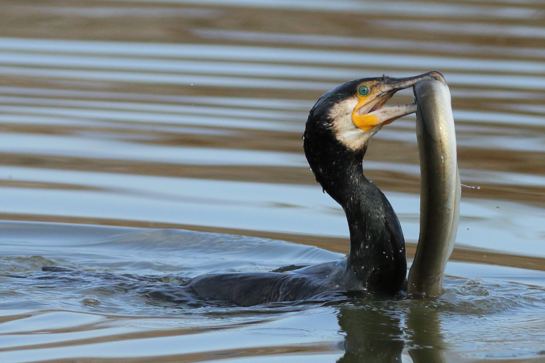 Phalacrocorax carbo - [it] cormorano comune con il suo pasto, una grossa anguilla [en] Great cormorant and its meal, a big eel
