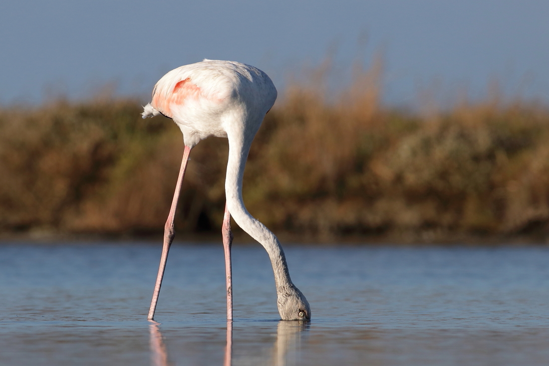 Phoenicopterus roseum - [it] giovane fenicotteri in alimentazione [en] feeding young greater flamingo