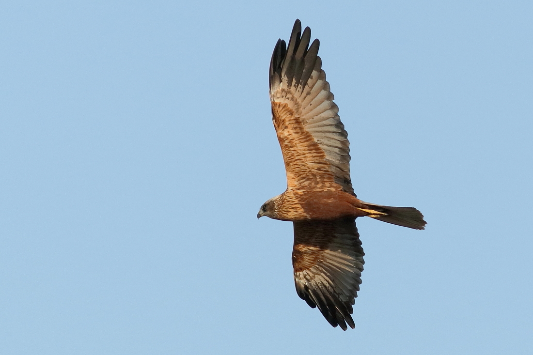 Circus aeruginosus - [it falco di palude [en] western marsh harrier