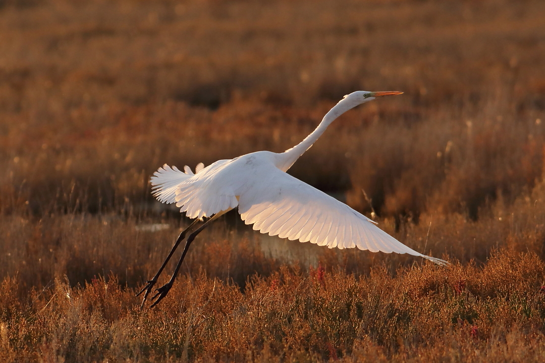 Ardea alba - [airone bianco maggiore [en] Great egret