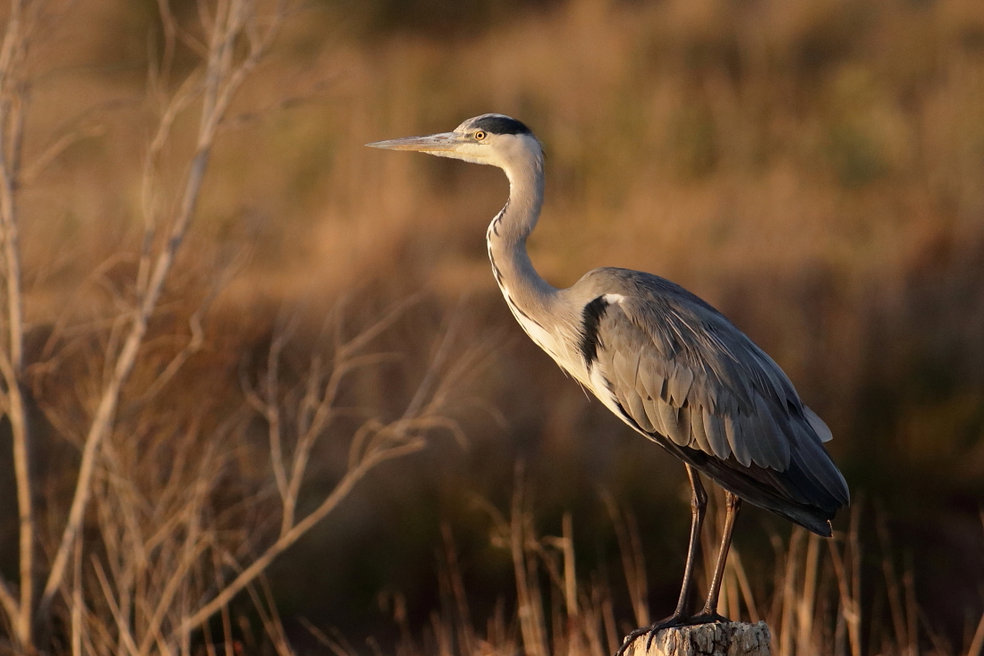 Ardea cinerea - [it] airone cenerino [en] Grey heron