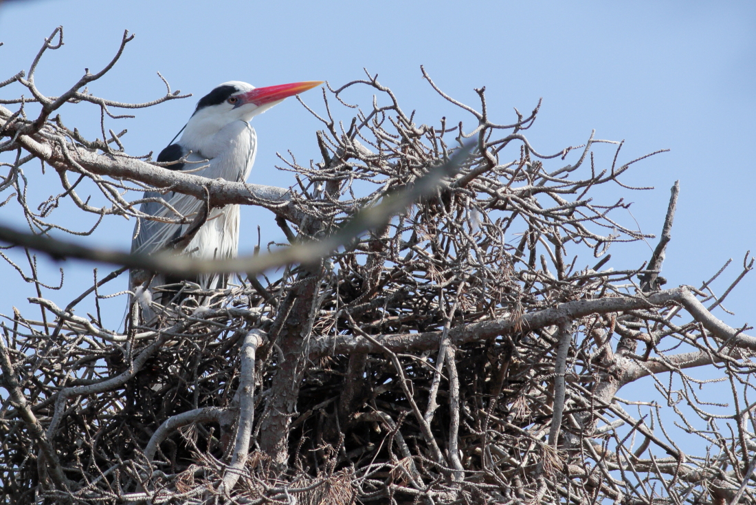Ardea cinerea - [it] Airone cenerino nel nido [en] Grey heron in the nest