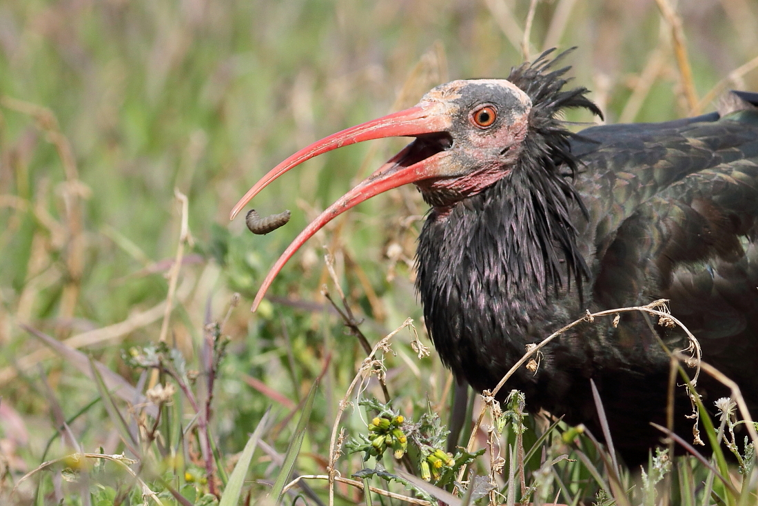 Geronticus eremita - [it] ibis eremita [en] Bald ibis