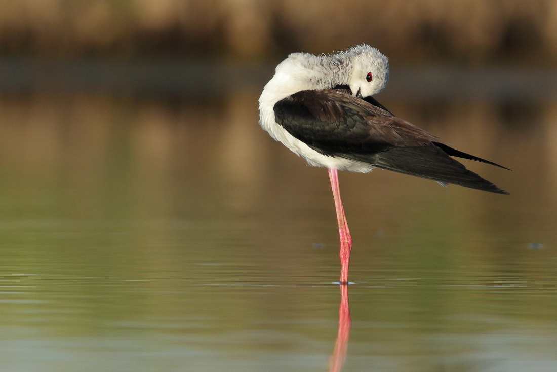 Himantopus himantopus - [it] Cavalier d'Italia, pulizia del piumaggio [black-winged stilt cleening and maintaining its plumage