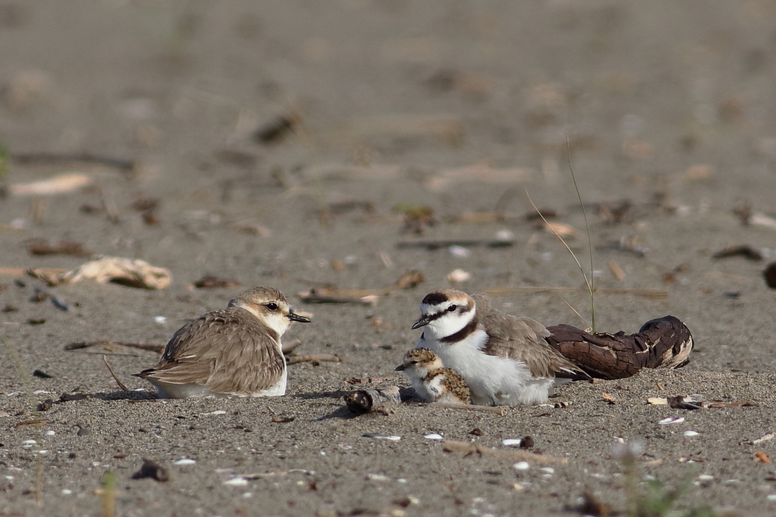 Caradrius alexxandrinus - [it] coppia di fratini col piccolo [en] Kentish plover, couple with nestling