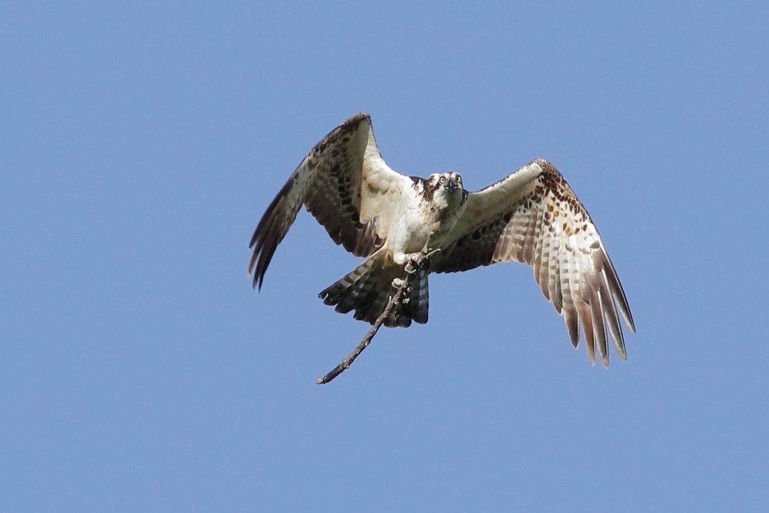 Pandion haliaetus - [it] falco pescatore con ramo per il nido [en] Osprey with a branch to build the nest