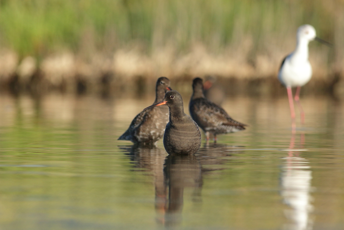 Tringa erythropus - [Totano moro in piumaggio riproduttivo [en]spotted redshank in breeding plumage
