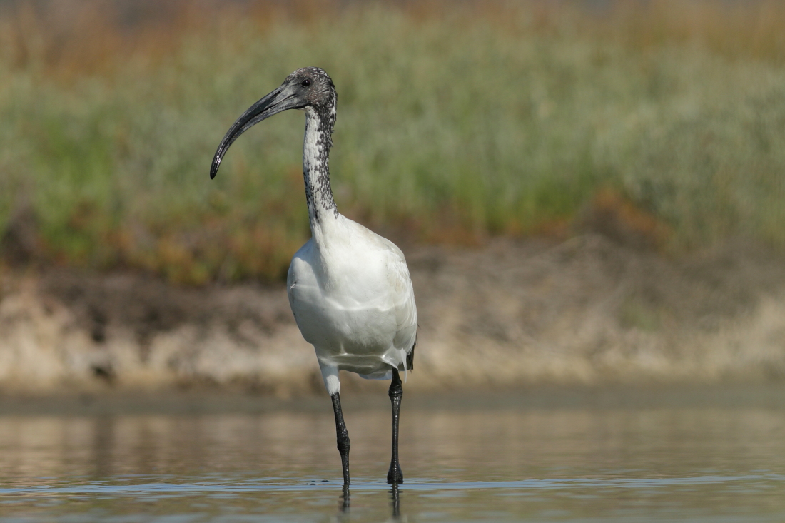 Threskiornis aethiopicus - [it] Ibis sacro africano, specie esotica in aumento in Italia, probabilemnte a discati di quelle autoctone [en]an exotic species expanding in Italy and probably in expense of native species
