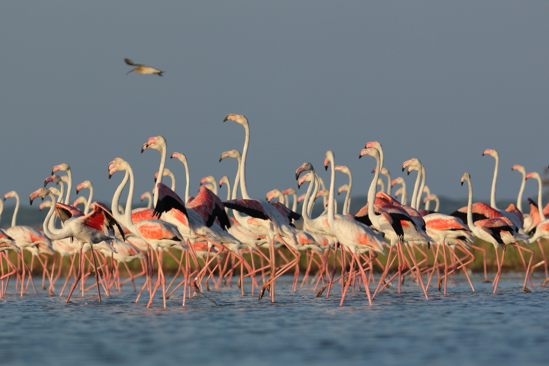 Phoenicopterus roseus - [it] la tipica danza dei fenicotteri [en] the typical flamingo dace