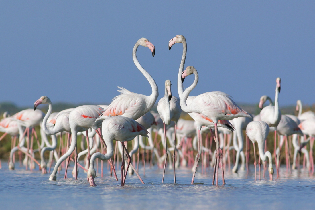 Phoenicopterus roseus - [it] fenicotteri rosa [en] greater flamingos