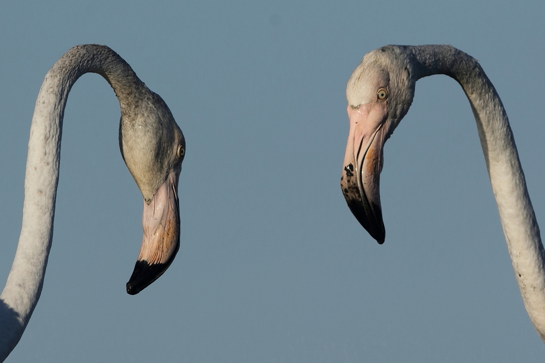 Phoenicopterus roseum - [it] fenicotteri rosa[en] Greater flamingos
