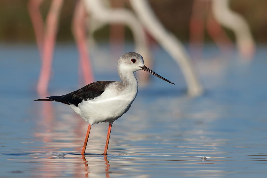 Himantopus himantopus - [it] cavaliere d?Italia [en]nBlack winged stilt
