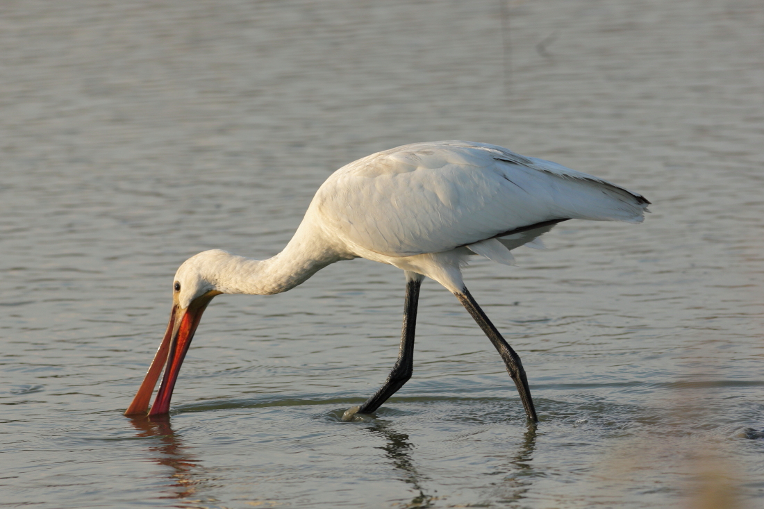 Platalea leucorodia - [it] Spatola [en] Eurasian (or Common) spoonbill