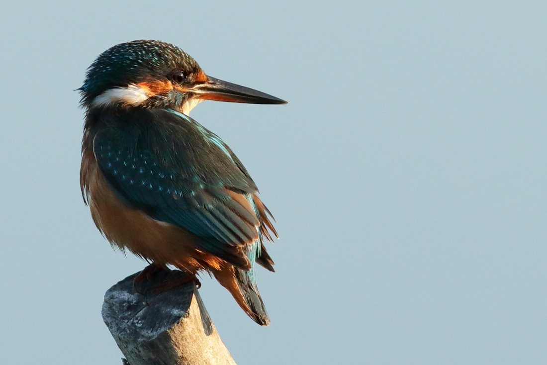 Alcedo Atthis - [en] common kingfisher, female [it] Martin pescatore femmina