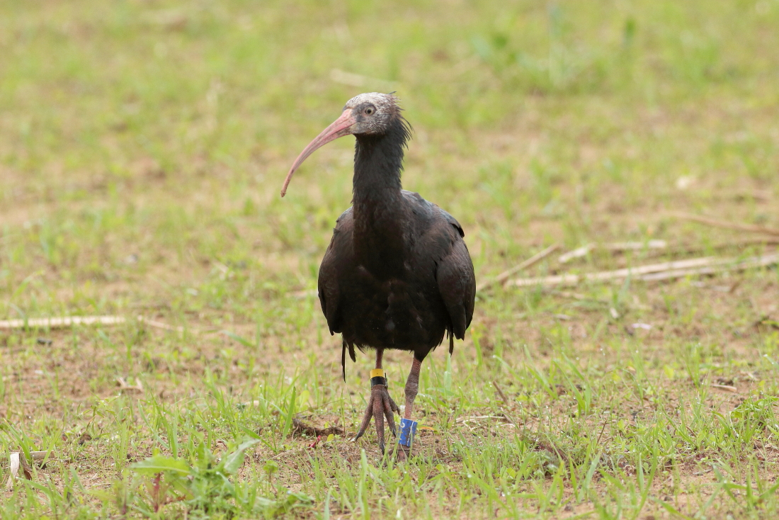 Geronticus eremita - [it] un esempare di ibis eremita del progetto di reintroduzione Waldrappteam [en] waldrapp (northern bald ibis), one of the of the bird of Waldrappteam project