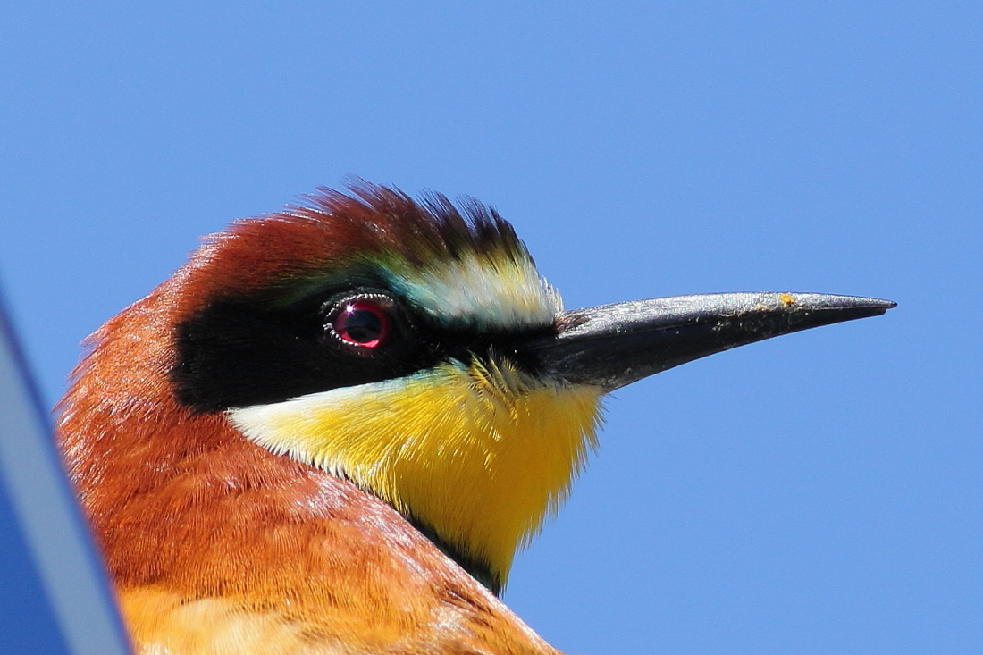 Merops apiaster -[it] primissimo piano di gruccione [en] close-up of Bee-eater