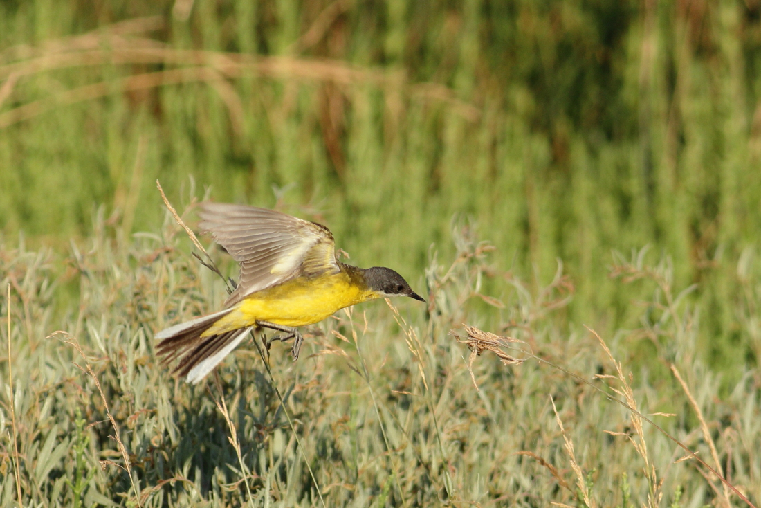 Motacilla flava [it] Cutrettola [en] western yellow wagtail