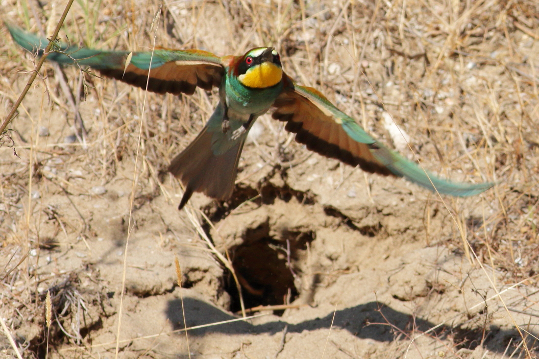 Merops apiaster - [it] Gruccione in uscita dal nido [en] Bee-eater, take off from the nest