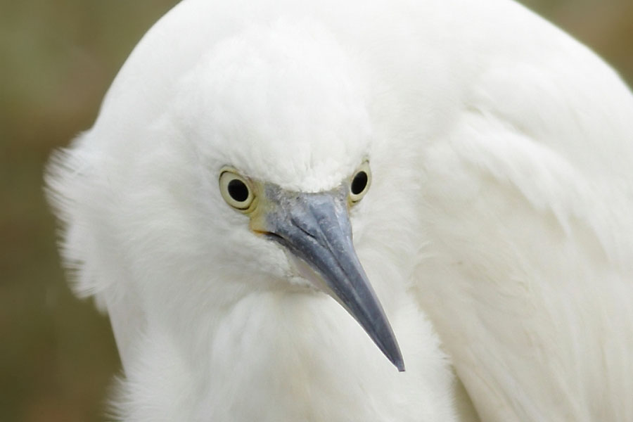 Egretta garzetta - [it]buffa espressione di una garzetta[en]little egret funny portrait