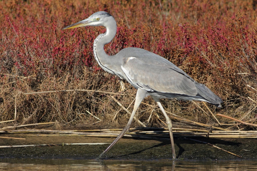 Ardea cinerea - [it]Airone cenerino [en]Grey heron