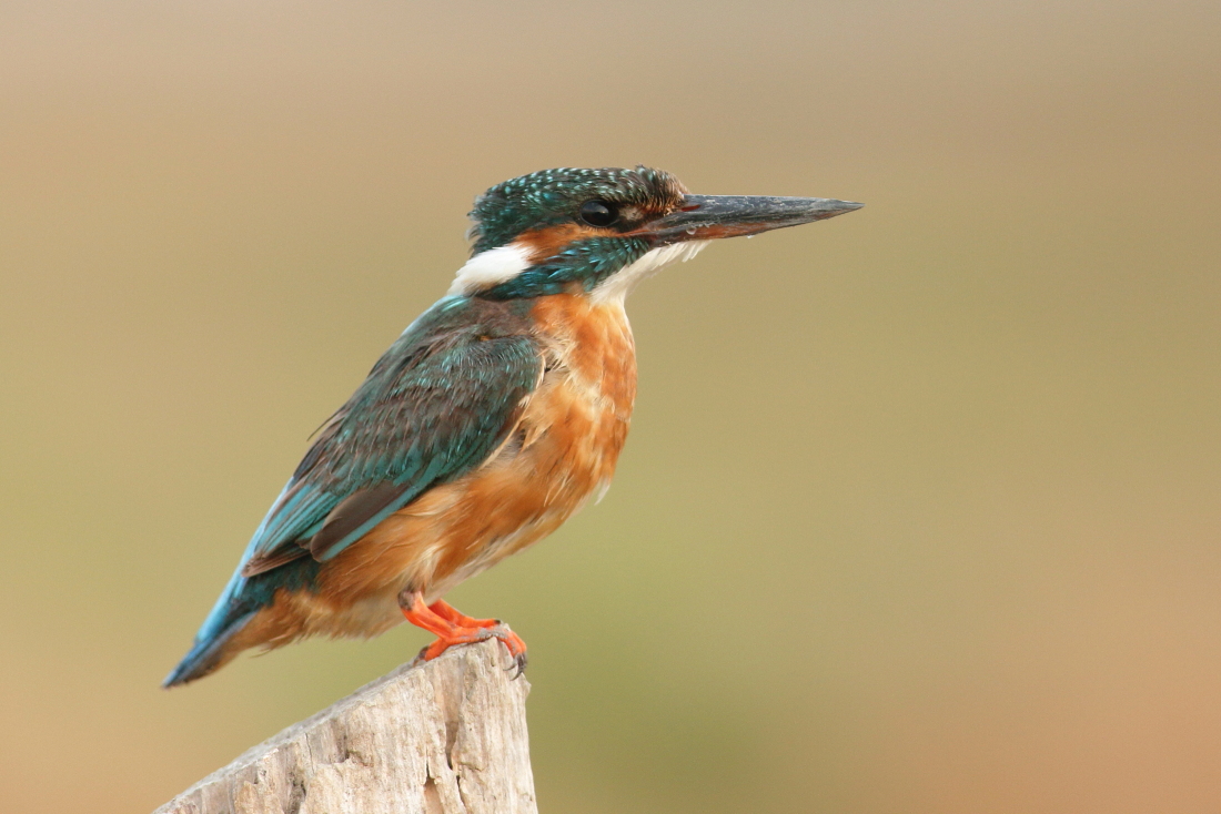 Alcedo atthis - [it] femmina di martin pescatore [en] female kingfisher