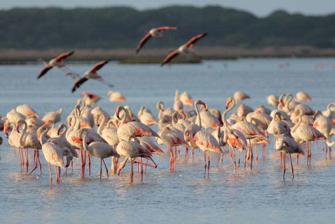 Pjoenicopterus roseus - [it]fenicotteri all'alba [en] flamingos at sunrise