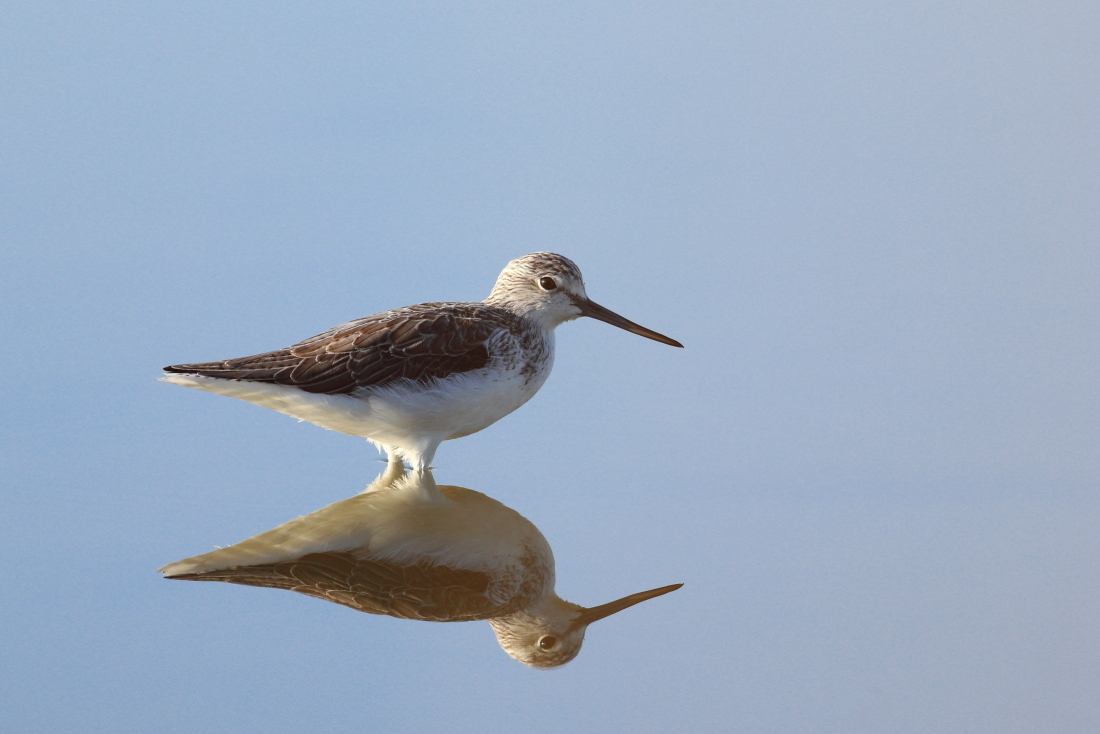 Tringa nebularia - [it] Pantana allo specchio [en] mirroring common greenshank