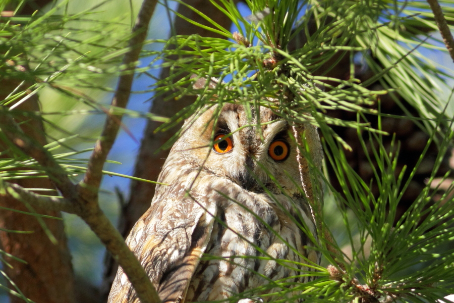 Asio otus - [it]  Gufo comune [en] Common owl