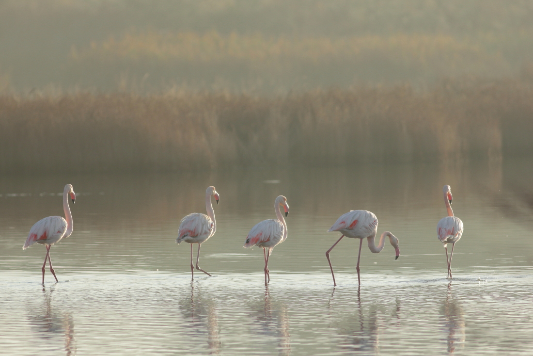 Phoenicopterus roseus - [it] fenicotteri rosa nelle brume del mattino [en]flamingos in the morning mists