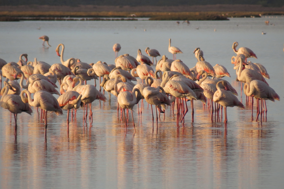 Phoenicopterus roseus - [it] Fenicotteri all'alba, foto di mia figlia 14enne [en] flamingos at sunrise, shot by daughter (14 years old at that date)