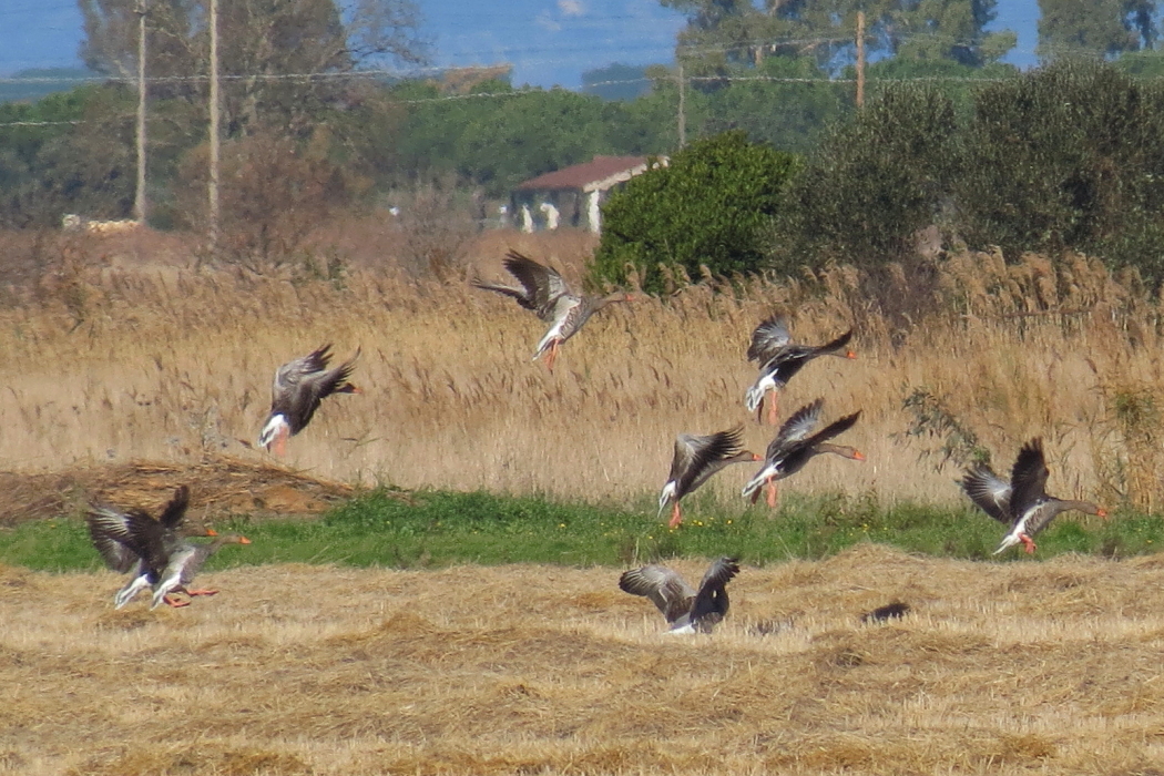 Anser anser [it] oche selvati in atterraggio [en] landing graylag gooses