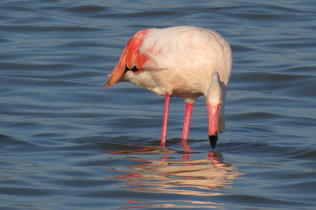 Phoenicopterus roseus - [it]fenicottero rosa - scatto di mia figlia Silvia, 15 anni [en] flamingo, as shot by mi daugther Silvia (15 years old)