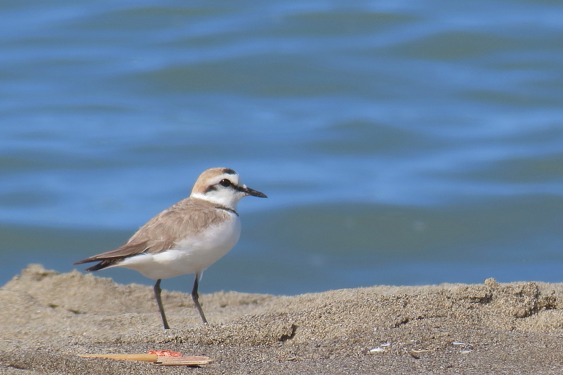 Charadrius alexandrinus - [it] fratino maschi [en] male kentish plover