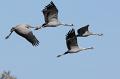 IMG_4251c